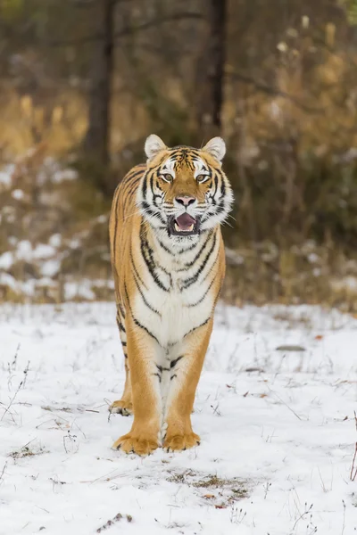 Bengal τίγρης στο χιόνι — Φωτογραφία Αρχείου