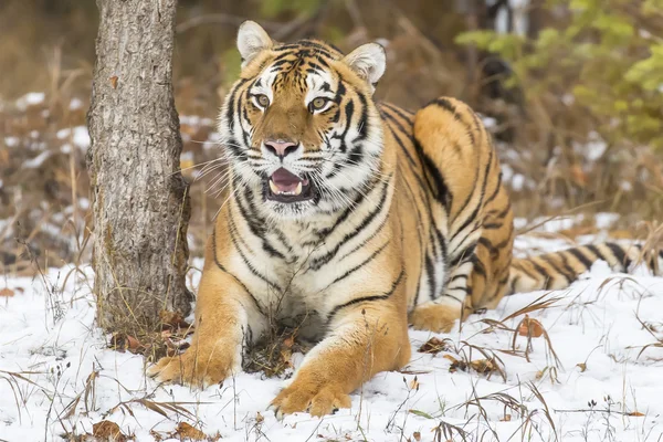 Bengal τίγρης στο χιόνι — Φωτογραφία Αρχείου
