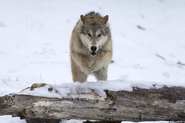 Tundra Wolve saltando na selva — Fotografia de Stock