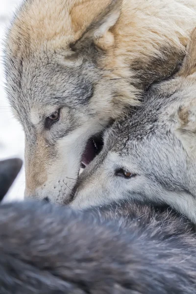 Um pacote de lobos da Tundra — Fotografia de Stock