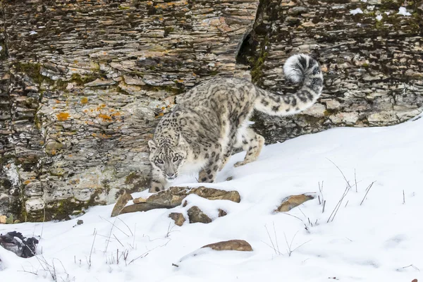 Snow Leopard på en klippa — Stockfoto