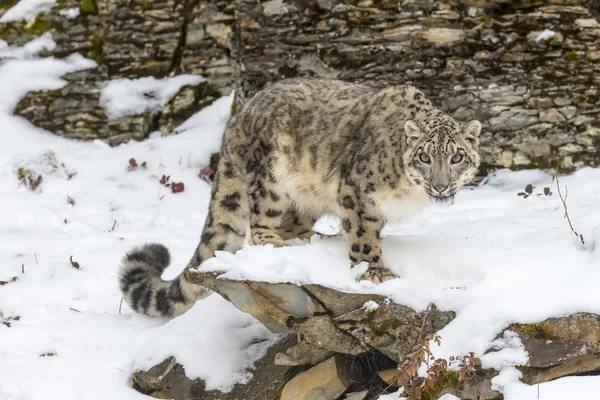 Leopardo de nieve en un acantilado — Foto de Stock