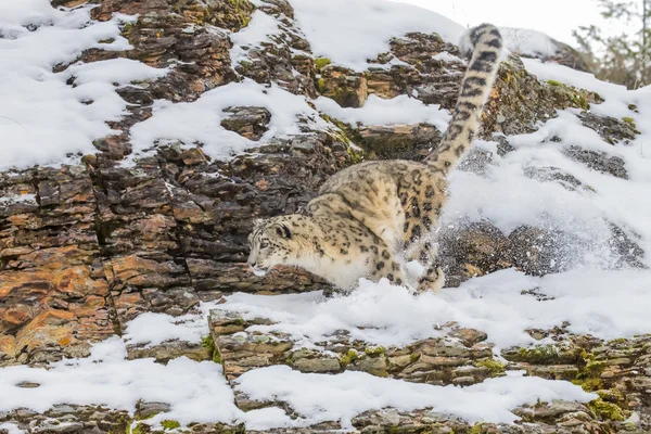 Leopardo de nieve en un acantilado — Foto de Stock