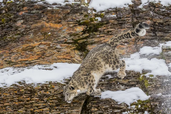 Χιόνι λεοπάρδαλη σε ένα βράχο — Φωτογραφία Αρχείου