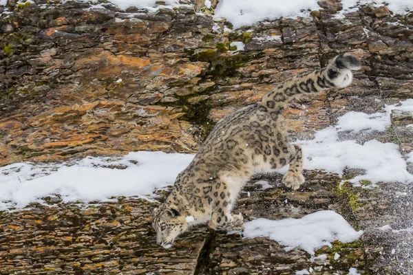 Leopardo de nieve en un acantilado — Foto de Stock