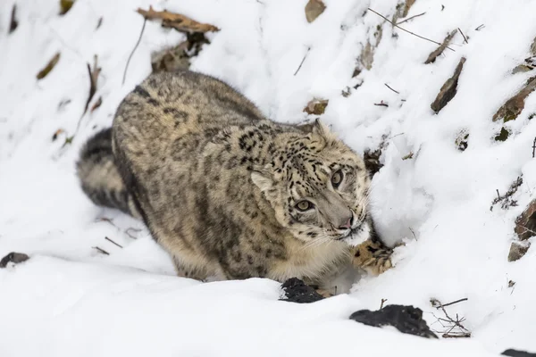 Leopardo de nieve en un acantilado —  Fotos de Stock