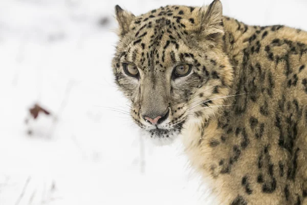 Leopardo da neve em um penhasco — Fotografia de Stock