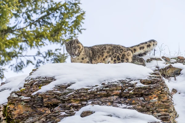 Léopard des neiges sur une falaise — Photo