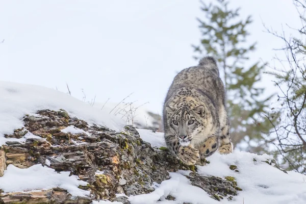 Leopardo de nieve en un acantilado — Foto de Stock