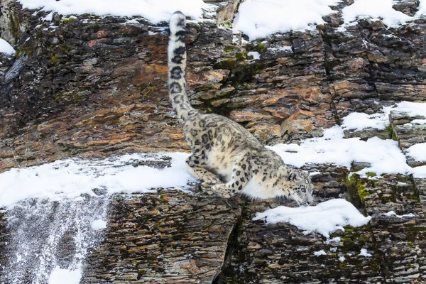 Leopardo da neve em um penhasco — Fotografia de Stock
