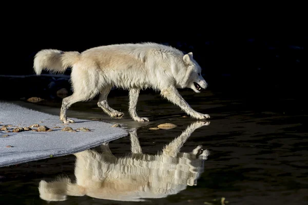 물 근처 북극 늑대 — 스톡 사진