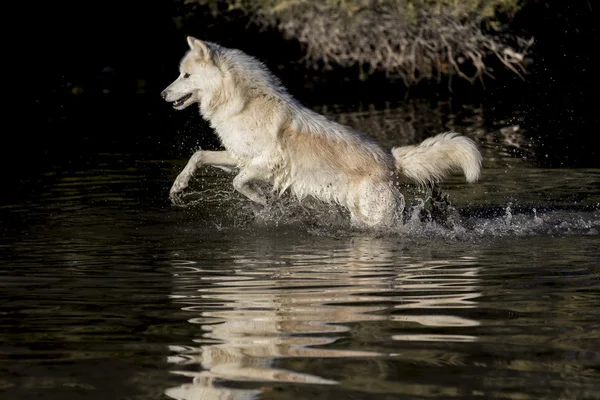 Arktyczny wilki w pobliżu wody — Zdjęcie stockowe