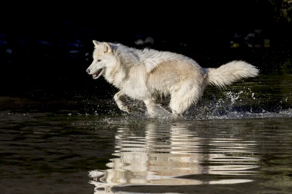 Lobos do Árctico perto da água — Fotografia de Stock