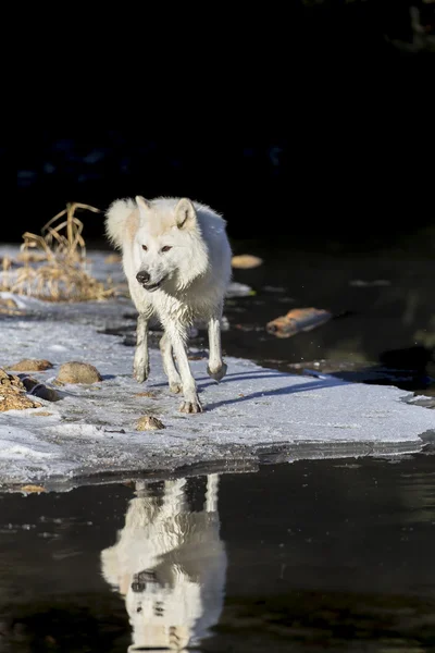 Lobos do Árctico perto da água — Fotografia de Stock