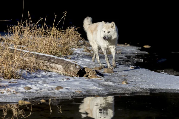 Lobos árticos cerca del agua —  Fotos de Stock