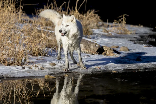Arktische Wölfe in Wassernähe — Stockfoto