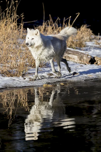 Arctic Wolves Near Water — Stock Photo, Image