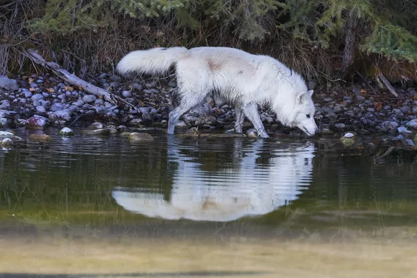 Arktische Wölfe in Wassernähe — Stockfoto