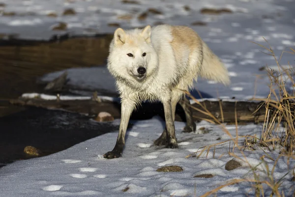Arktische Wölfe in Wassernähe — Stockfoto