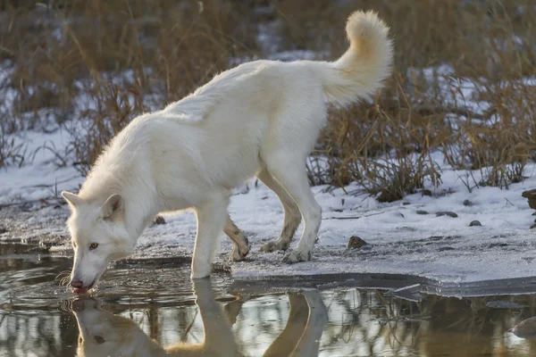 Αρκτική λύκοι κοντά στο νερό — Φωτογραφία Αρχείου