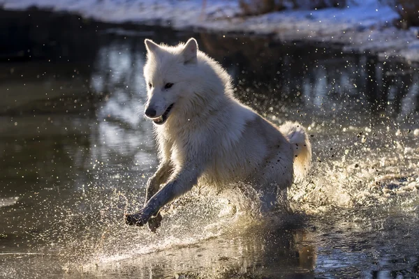 Арктические волки все ближе к воде — стоковое фото