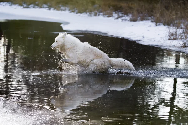 Lobos árticos cerca del agua —  Fotos de Stock