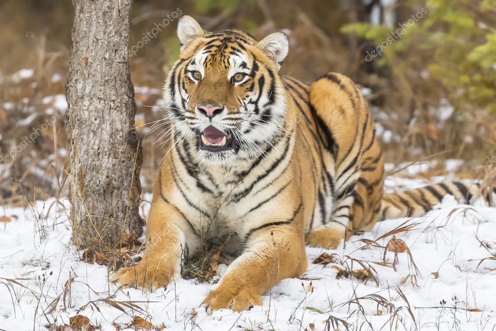 Bengal Tiger In The Snow