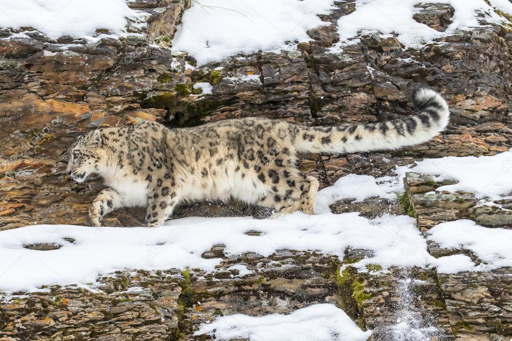 Snow Leopard On A Cliff Stock Photo by ©actionsports 93778004