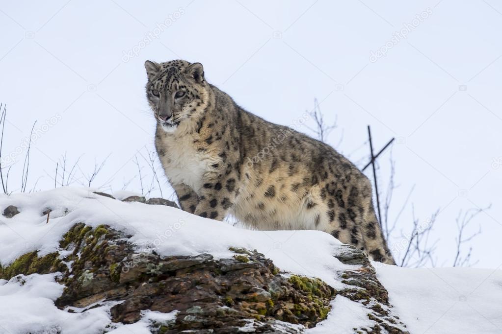 Snow Leopard On A Cliff Stock Photo by ©actionsports 93778204