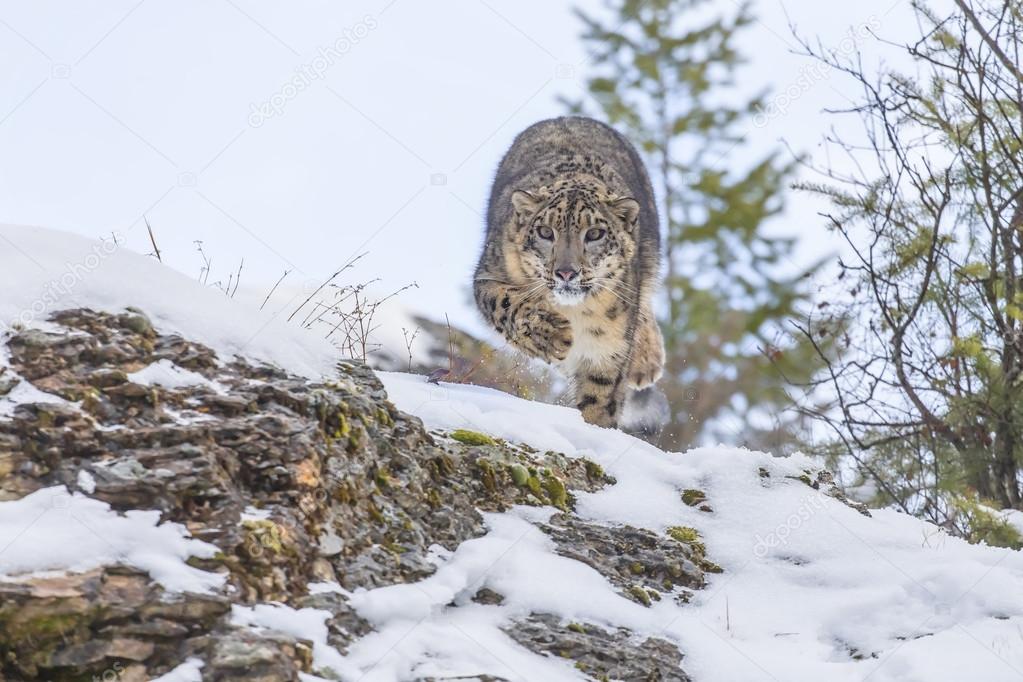 Snow Leopard On A Cliff