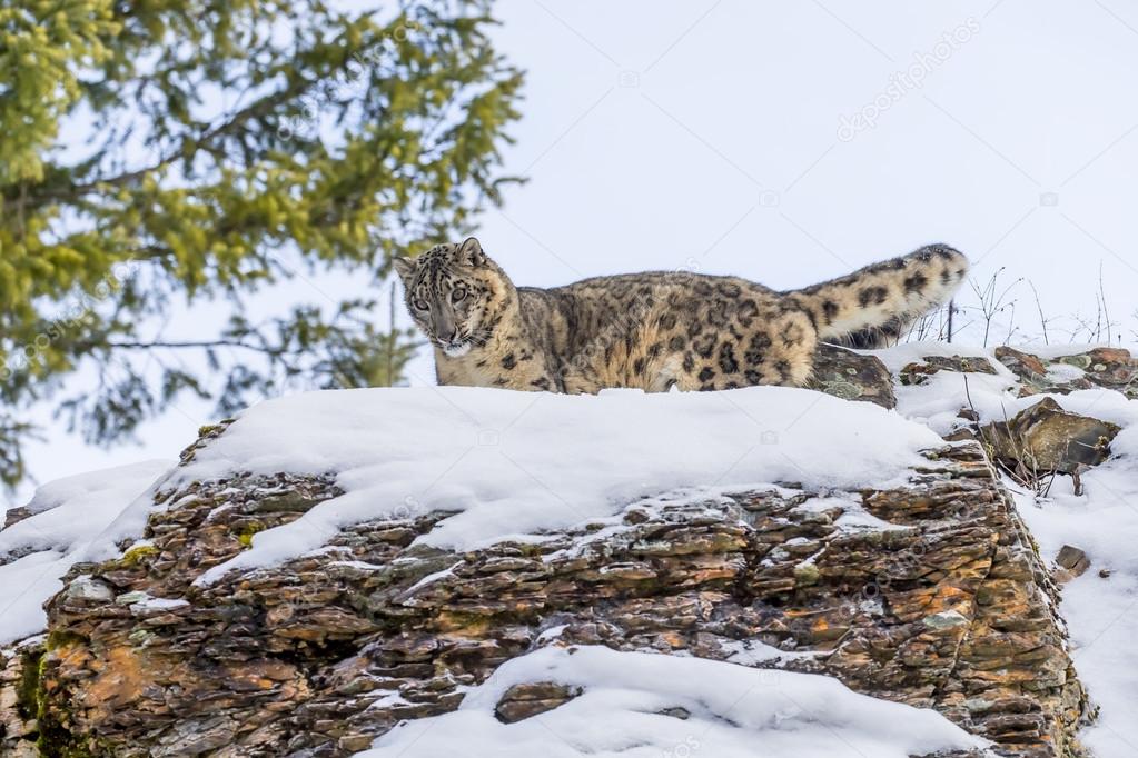 Snow Leopard On A Cliff Stock Photo by ©actionsports 93778278