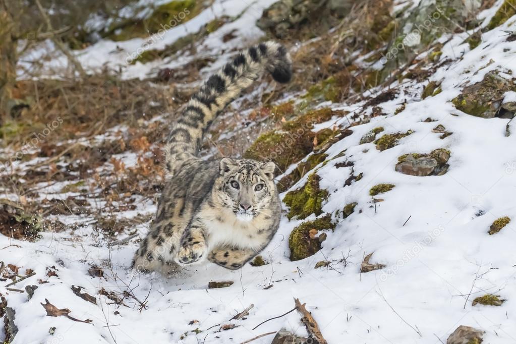 Snow Leopard On A Cliff