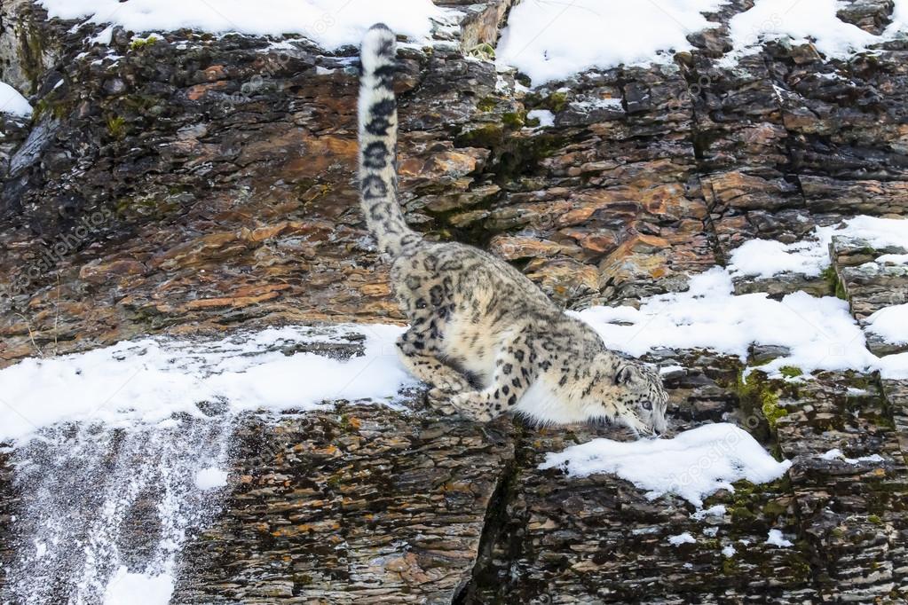 Snow Leopard On A Cliff Stock Photo by ©actionsports 93778334