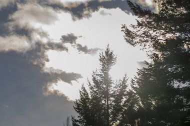 Montana büyük devlet