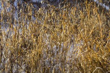 Montana büyük devlet