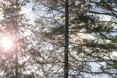 Montana büyük devlet