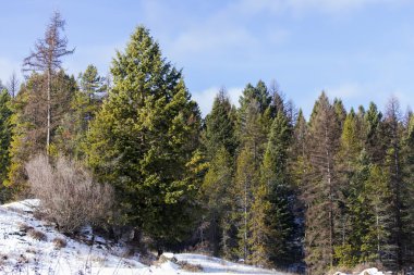 Montana büyük devlet