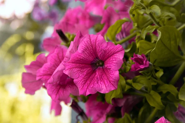 Decorativas Belas Flores Parque — Fotografia de Stock