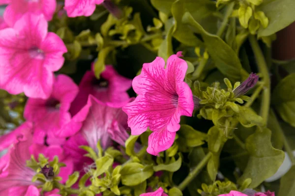 Decorativas Belas Flores Parque — Fotografia de Stock