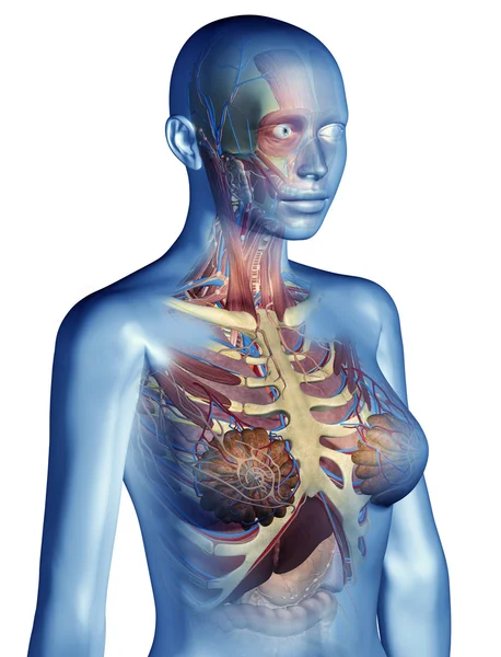 X-Ray vrouwelijke anatomie visie — Stockfoto