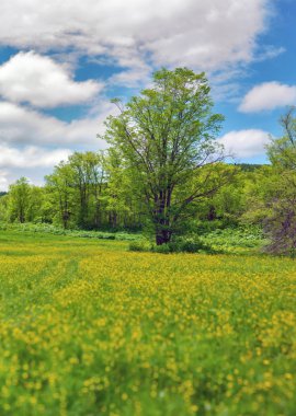 Yaz manzara Adası Sahalin.
