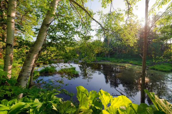 沼。夏の風景. — ストック写真