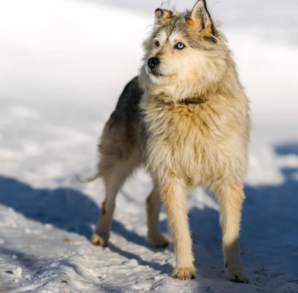 Hofhund mit unterschiedlich farbigen Augen. — Stockfoto