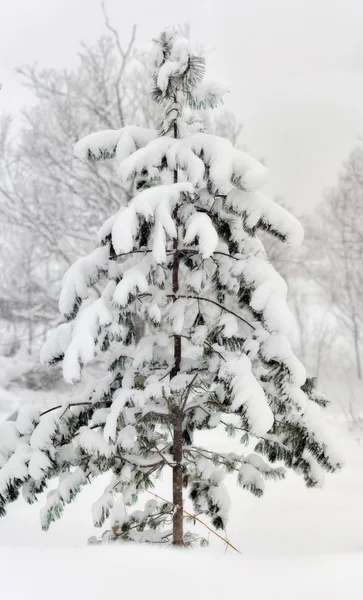 Fir boom voor Kerstmis. — Stockfoto