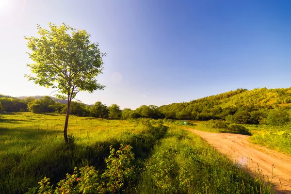 Літній краєвид острова Сахалін. Стокове Фото