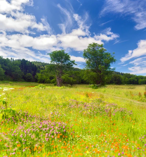 Hermoso paisaje de verano en Sakhalin . — Foto de Stock