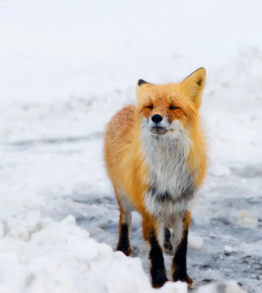 Spotkanie z pojedynczym fox. — Zdjęcie stockowe