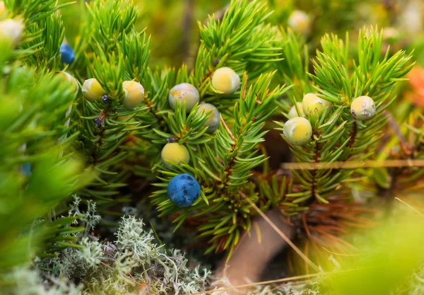 Vilda bär. Naturen av Sachalin. — Stockfoto