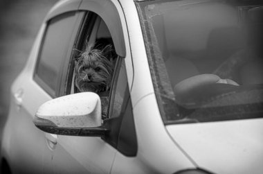 Tüylü arabalı kadın araba kullanıyor..