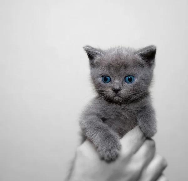 Kitten. — Stock Photo, Image